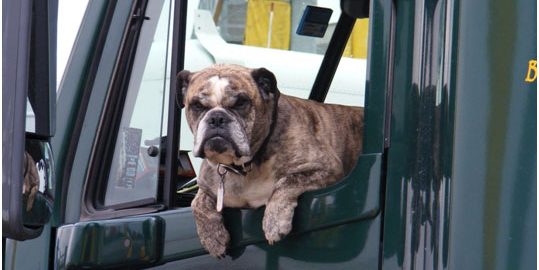 Trucking-with-pets